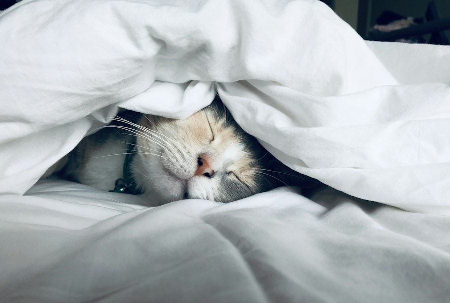 Soft white bedding in morning light
